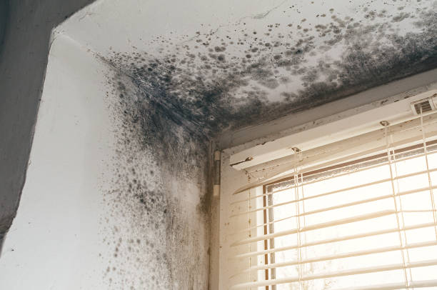 Trusted Attic Mold Removal service in Cumberland, KY - Cheap Mold Removal