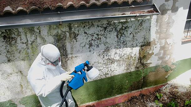 Trusted Mold Removal service in Cumberland, KY - Cheap Mold Removal